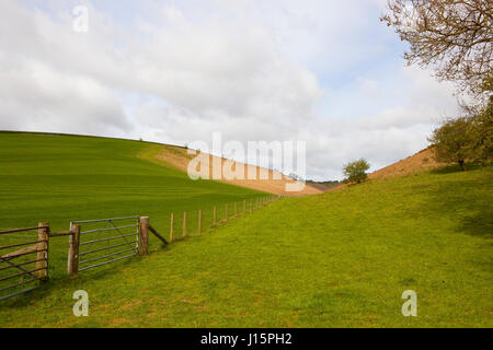 Une vallée verdoyante dans le Yorkshire Wolds avec prairies vallonnées pour le pâturage et l'escrime avec portes sous un ciel nuageux bleu au printemps Banque D'Images