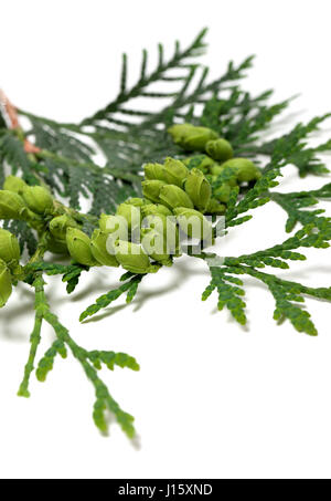 Cônes verts sur brindille de thuja isolé sur fond blanc. Focus sélectif. Banque D'Images