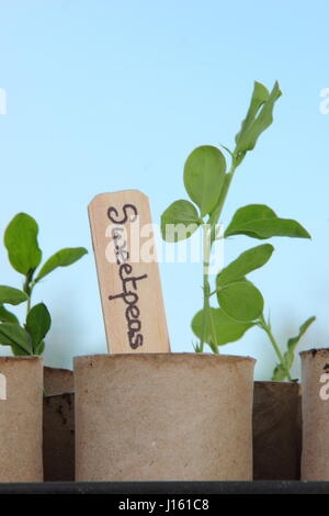 Les jeunes Lathyrus odoratus 'Spencer' variété les petits pois semés en rouleau de papier toilette recyclé emballages intérieurs, poussant sur un rebord de chaud à l'intérieur, prête pour la plantation Banque D'Images