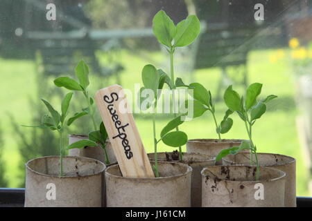 Les jeunes Lathyrus odoratus 'Spencer' variété les petits pois semés en rouleau de papier toilette recyclé emballages intérieurs, poussant sur un rebord de chaud à l'intérieur, prête pour la plantation Banque D'Images