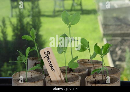 Les jeunes Lathyrus odoratus 'Spencer' variété les petits pois semés en rouleau de papier toilette recyclé emballages intérieurs, poussant sur un rebord de chaud à l'intérieur, prête pour la plantation Banque D'Images