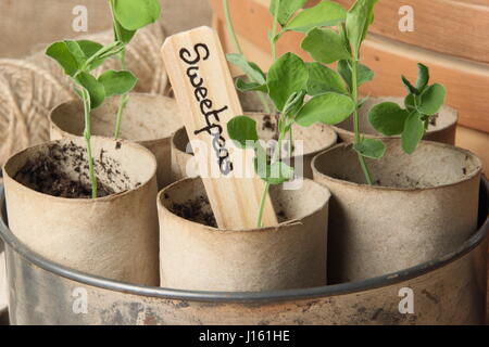 Les jeunes lathyrus 'Spencer' les petits pois semés en rouleau de papier toilette recyclé emballages intérieurs, cultivé sur rebord chaud dans vintage à gâteau contenant prêt pour planter dehors Banque D'Images