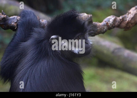 François de l'Asie du Sud-Est (Trachypithecus francoisi'), alias François' leaf monkey ou Tonkin leaf monkey Banque D'Images