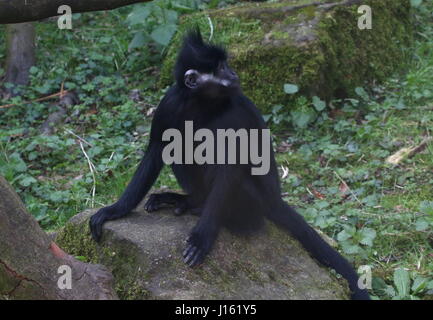 François de l'Asie du Sud-Est (Trachypithecus francoisi'), alias François' leaf monkey ou Tonkin leaf monkey Banque D'Images