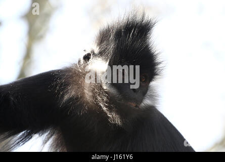 François de l'Asie du Sud-Est (Trachypithecus francoisi'), alias François' leaf monkey ou Tonkin leaf monkey Banque D'Images