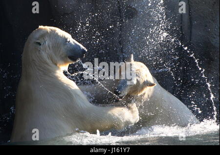 Les femelles agressives (Ursus maritimus) combats dans l'eau Banque D'Images