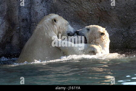 Les femelles agressives (Ursus maritimus) combats dans l'eau Banque D'Images