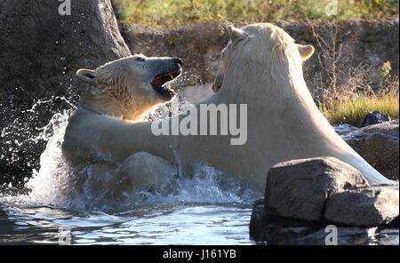 Les femelles agressives (Ursus maritimus) combats dans l'eau Banque D'Images