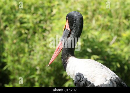 Homme selle de l'Afrique de l'Ouest (Ephippiorhynchus senegalensis cigogne bec) Banque D'Images