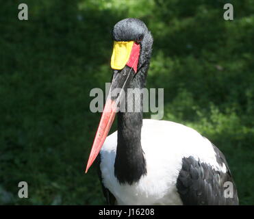 Gros plan Portrait d'un homme selle de l'Afrique de l'Ouest (Ephippiorhynchus senegalensis cigogne bec) Banque D'Images