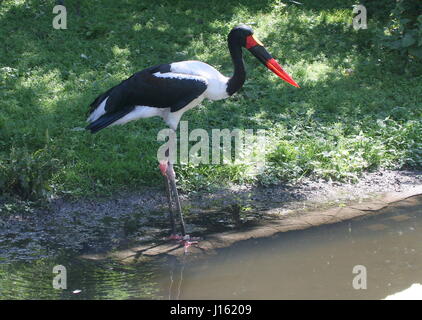 Homme selle de l'Afrique de l'Ouest (Ephippiorhynchus senegalensis cigogne bec) Banque D'Images