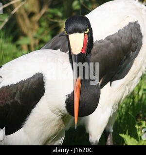 L'Afrique de l'Ouest féminin bec de selle (Ephippiorhynchus senegalensis) Stork Banque D'Images