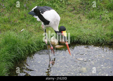 Homme selle de l'Afrique de l'Ouest (Ephippiorhynchus senegalensis cigogne bec) Banque D'Images