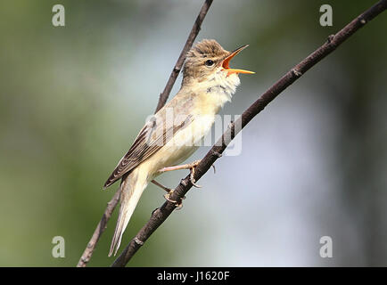 Reed européen (Acrocephalus scirpaceus) en chanson exubérante Banque D'Images