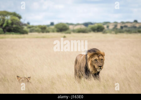 L'accouplement de deux lions dans les hautes herbes en khalahari, Botswana. Banque D'Images