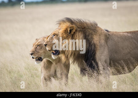 L'accouplement de deux lions dans les hautes herbes en khalahari, Botswana. Banque D'Images
