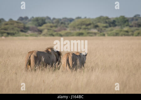 L'accouplement de deux lions dans les hautes herbes en khalahari, Botswana. Banque D'Images