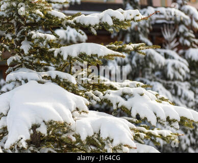 Branches de Conifères couverts de neige arbre de pin alpin libre Banque D'Images