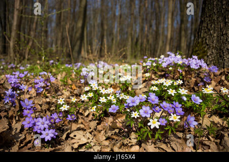 L'anémone des bois et l'hépatique hepatica/dans la forêt de feuillus au début du printemps sous un ciel ensoleillé. Les plantes à fleurs au début du printemps lieu à l'automne feuillage. Banque D'Images