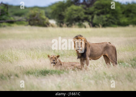 L'accouplement de deux lions dans les hautes herbes en khalahari, Botswana. Banque D'Images