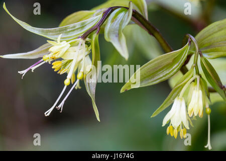 Produite au printemps, fleurs blanches teintées de vert de la forêt, vivace rhizomateuse Disporum bodinieri Banque D'Images