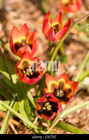 Pétales rouges s'ouvrent sur un oeil jaune et noir dans l'espèce naine tulip. Tulipa 'Little Princess' Banque D'Images