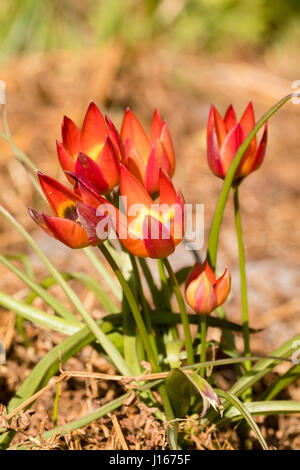 Pétales rouges s'ouvrent sur un oeil jaune et noir dans l'espèce naine tulip. Tulipa 'Little Princess' Banque D'Images