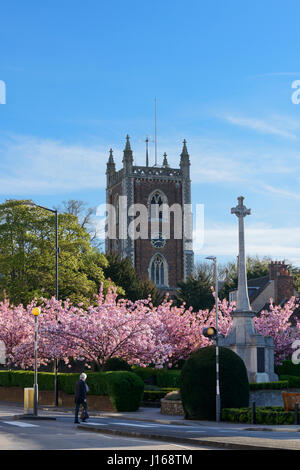 Cerisiers en fleurs en face de l'église St Pierre, St Albans, Hertfordshire, Royaume-Uni Banque D'Images