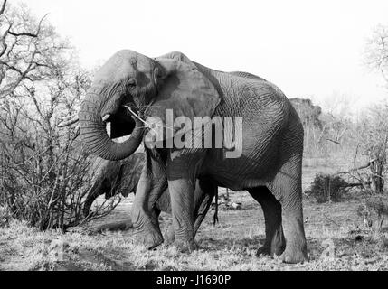 Manger l'éléphant d'arbre écorce Banque D'Images