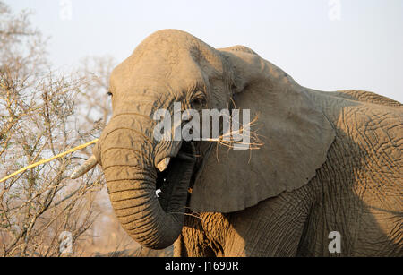 Manger l'éléphant d'arbre écorce Banque D'Images