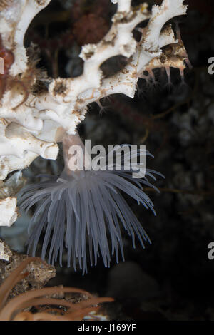 Protanthea-Anemone Seeanemone Seeanemonen,,, Protanthea Sealoch, simplex, de l'Anémone Anémone Anémone de mer, des anémones de mer, Blumentier Blumentiere, Ant, Banque D'Images