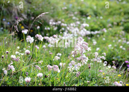 Vessie (Silene vulgaris) sur une prairie alpine. Banque D'Images