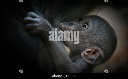 ZOO DE FRANCFORT, ALLEMAGNE : UN bonobo chauve sur les infirmières sa mère. Fusion de coeur Coups de primates bébé pourrait être la plus mignonne que vous verrez cette année. D'une rare et adorable infirmière bonobo chauve sur sa mère pour un bébé gorille poilu juste heureux de jouer dans un tas de paille ces pinte moyennes singes seront un jour de puissantes créatures - mais pour le moment ils sont petits paquets de joie. Autres photos : un bébé orang-outan juste heureux d'être vivant, cute bonobos et un jeune chimpanzé s'étendant comme si dans une pose de yoga. Nouveau-né-photographe obsédé et soigneur Sonja Probst (46) de la Bavière ont un mile 3 600 tourbillon Banque D'Images