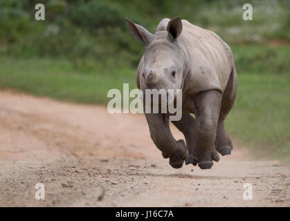 Un bébé miracle rhino dont la mère à peine survécu à une attaque par des braconniers pendant la grossesse montre à quel point les professionnels d'être en vie un bébé peut être. Les images montrent l'exubérante de charge rhino bébé vers le photographe en joie et aussi la fière maman rhino qui a survécu à une attaque brutale contre les braconniers qui l'a quittée et sans cornes luttent pour vivre. Ce petit rhino présente Mom's lutte pour la survie a été bien utile et le bébé est vu à profiter de la vie pleinement. Photographe sud-africain Jacques Matthysen (37) décrit le moment où ces photos ont été prises à l'Kariega Game Reserve. Banque D'Images