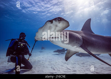 Les BAHAMAS, mer des Caraïbes : un requin de scrum en haute mer tous les photographes courageux luttant pour le coup parfait de ces prédateurs potentiellement mortel a été capturé par un directeur général de l'entreprise. Rang que certains des pays les plus à craindre des bêtes de la mer, ces images montrent Tiger, citron, Caribbean Reef, Grand, Bull et requins nourrice heureusement tous autour de la natation et l'engagement avec le groupe de plongeurs intrépides. En particulier, un grand peut être vu posant côte à côte avec un plongeur, tandis que d'autres requins sont complètement à l'aise en tenant un appât de plongeur et venant en étroite d'enquêter sur l'équipement de l'appareil photo Banque D'Images