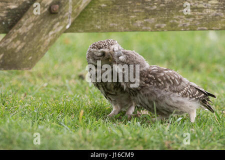 EXCLUSIVE, tout autour. WORCESTER, Royaume-Uni : chouette mère adore son nouveau fils né à leur demeure ferme. Images adorables montrent comment l'amour entre ce TWEESTEST est chouette la mère et son fils. Les trois ans et mère petit hibou peut être vu se nourrir et nourrir son nouveau-né petit garçon qui est encore très instable sur ses pieds. Il reçoit beaucoup d'twoo-amour et de l'affection de sa mère qui est la douche de baisers. Bien que complètement les oiseaux sauvages la paire vivent dans le même arbre dans cette ferme de Worcester. Photographe basé à Londres Laura Dyer (27) passion pour toutes les choses de la nature, l'a menée Banque D'Images