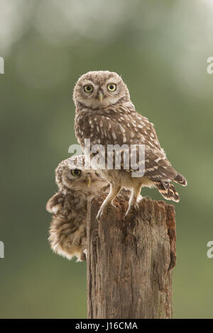 EXCLUSIVE, tout autour. WORCESTER, Royaume-Uni : chouette mère adore son nouveau fils né à leur demeure ferme. Images adorables montrent comment l'amour entre ce TWEESTEST est chouette la mère et son fils. Les trois ans et mère petit hibou peut être vu se nourrir et nourrir son nouveau-né petit garçon qui est encore très instable sur ses pieds. Il reçoit beaucoup d'twoo-amour et de l'affection de sa mère qui est la douche de baisers. Bien que complètement les oiseaux sauvages la paire vivent dans le même arbre dans cette ferme de Worcester. Photographe basé à Londres Laura Dyer (27) passion pour toutes les choses de la nature, l'a menée Banque D'Images