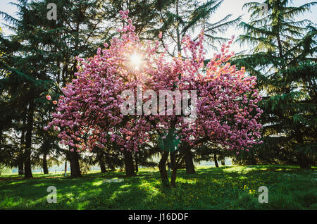 Cherry Tree in park, Italie Banque D'Images