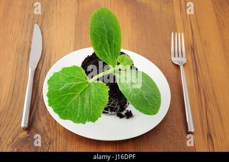 Des semis de courgettes sur plateau avec fourchette et couteau de table. bio l'alimentation. Banque D'Images