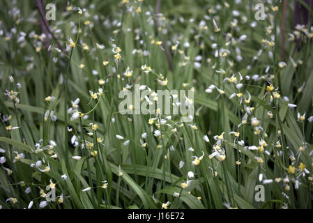 L'ail sauvage en fleur Banque D'Images