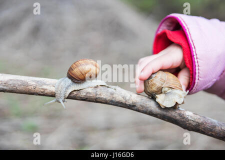 Main d'enfant est assis sur la branche d'un grand escargot, où un autre escargot est déjà assis Banque D'Images