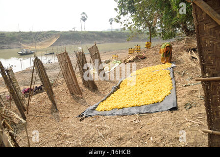 Les cocons de vers à soie dans un cadre en bambou circulaires dans la production de la soie dans un village de l'Inde rurale. West-Bengal Murshidabad, l'Inde, Banque D'Images