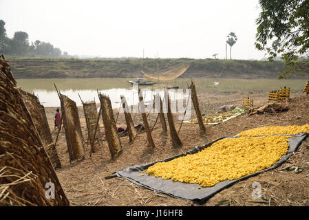 Les cocons de vers à soie dans un cadre en bambou circulaires dans la production de la soie dans un village de l'Inde rurale. West-Bengal Murshidabad, l'Inde, Banque D'Images