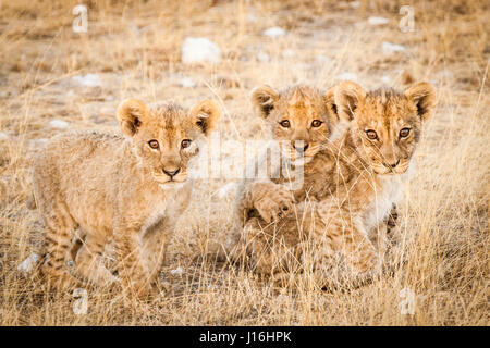 Trois lionceaux être curieux dans le parc national d'Etosha, Namibie Banque D'Images