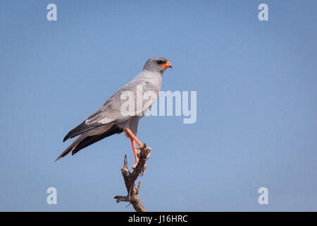 Autour des palombes psalmodiant pâle dans un arbre dans le parc d'Etosha en Namibie, Afrique Banque D'Images