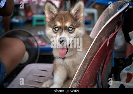 Chien, chiot Husky sibérien, yeux, Banque D'Images