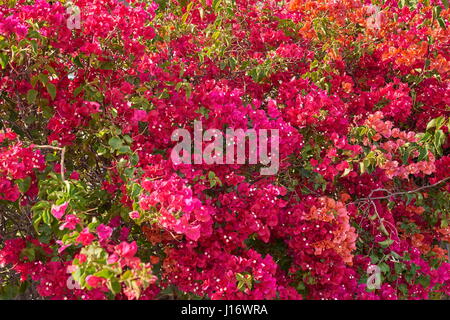 Fleurs de bougainvilliers en fleurs, Espagne Banque D'Images