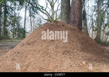 Immense fourmilière en forêt au printemps. L'Estonie Banque D'Images