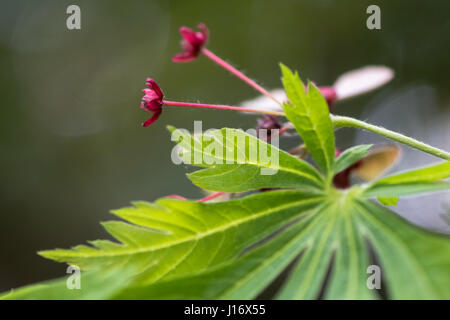 Cut-leaved Japanese maple (Acer japonicum 'Aconitifolium'). Les fleurs rouges et les feuilles d'arbre dans la famille Sapindaceae, alias le Japanese maple Banque D'Images