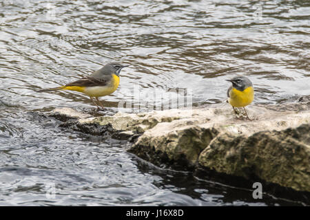 Bergeronnettes grises (Motacilla cinerea) sur rock en rivière. Composite d'oiseaux de la famille Motacillidae, debout sur rock en river Banque D'Images